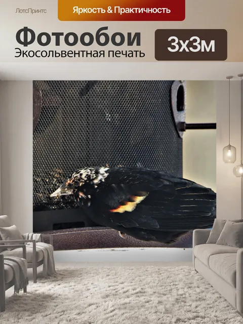 Фотообои Краснокрылый дрозд на кормушке