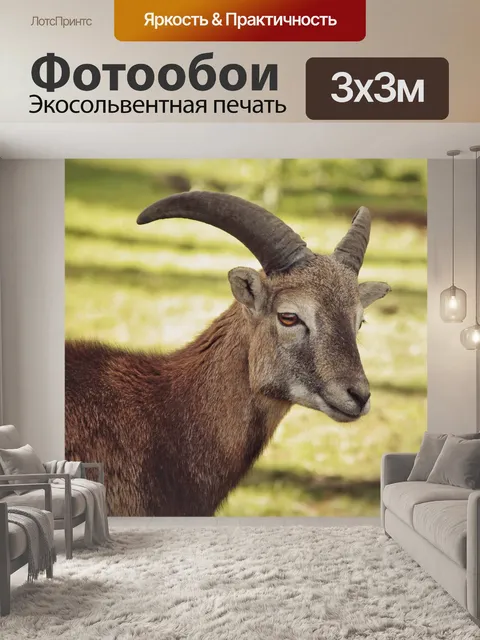 Фотообои Муфлон дикий овец животное козерог