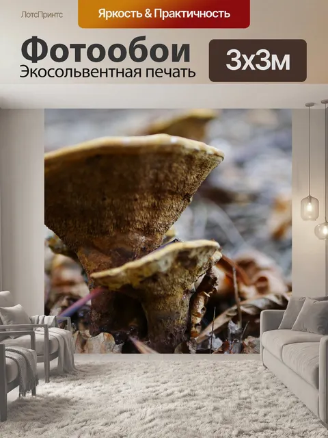 Фотообои Лес