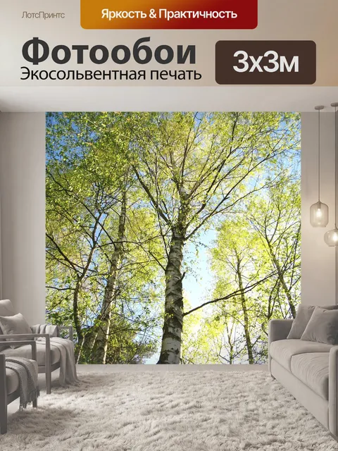 Фотообои Молодые березы