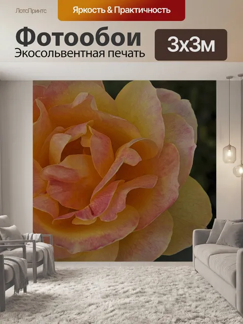 Фотообои Оранжевый и желтый окрашены Rose