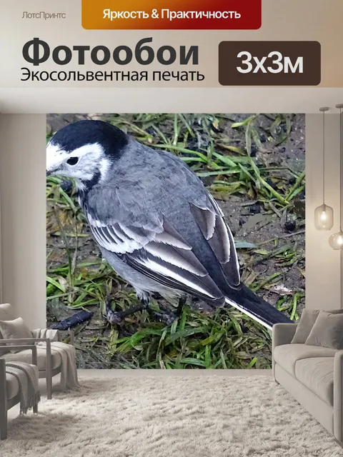 Фотообои Птица в поисках еды