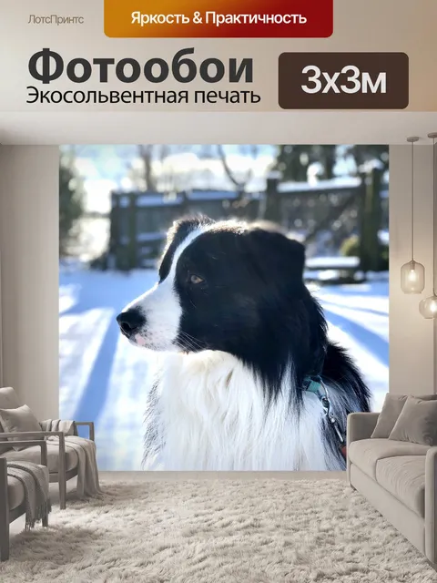 Фотообои Собака