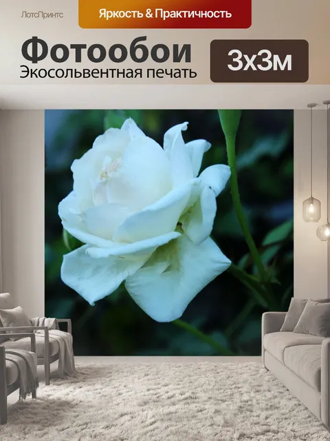 Фотообои белая роза 2