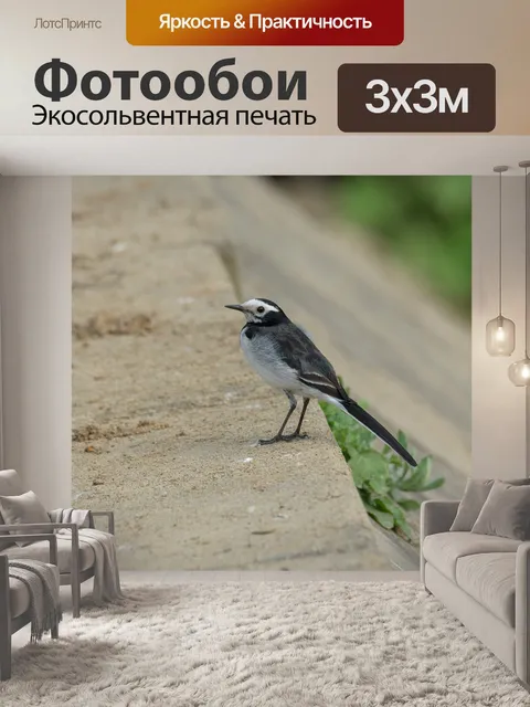 Фотообои Птица