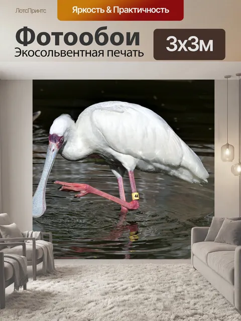 Фотообои Spoonbill Bird Wading