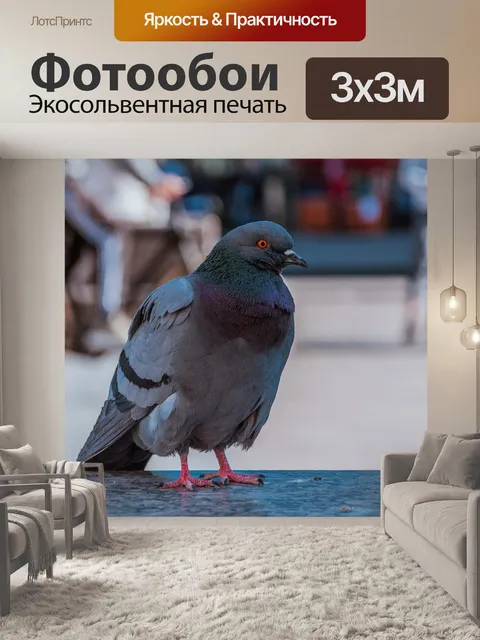 Фотообои Голубь