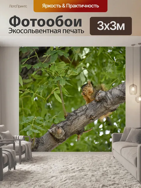 Фотообои Косоглазие Белка