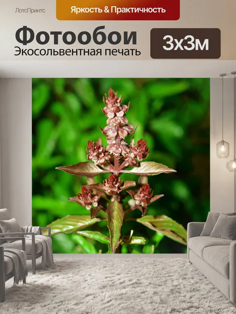 Фотообои Свежие листья базилика