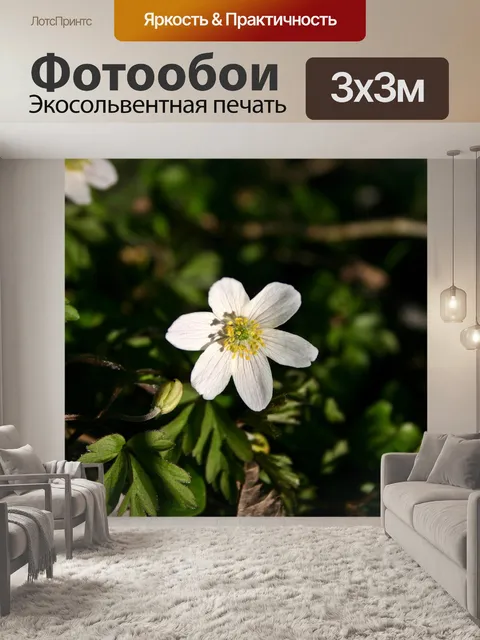 Фотообои Древесные анемоны