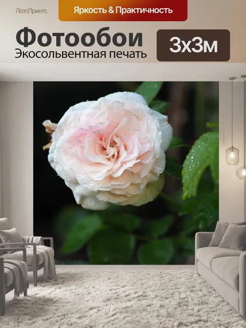 Фотообои Роза