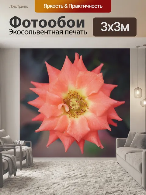 Фотообои Роза
