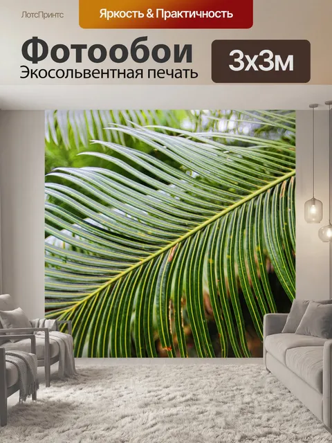Фотообои Пальма
