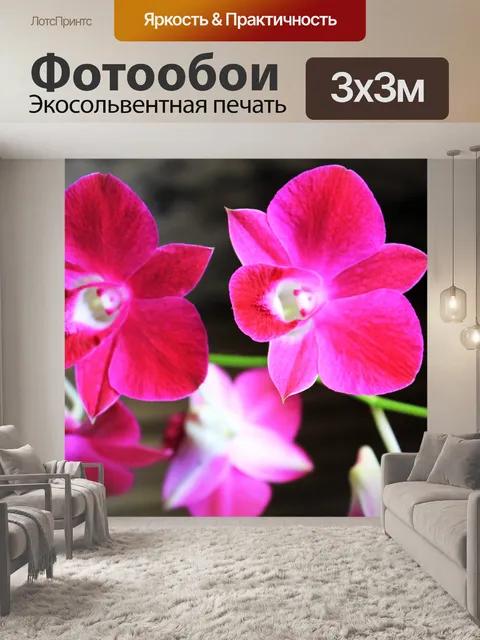 Фотообои орхидеи