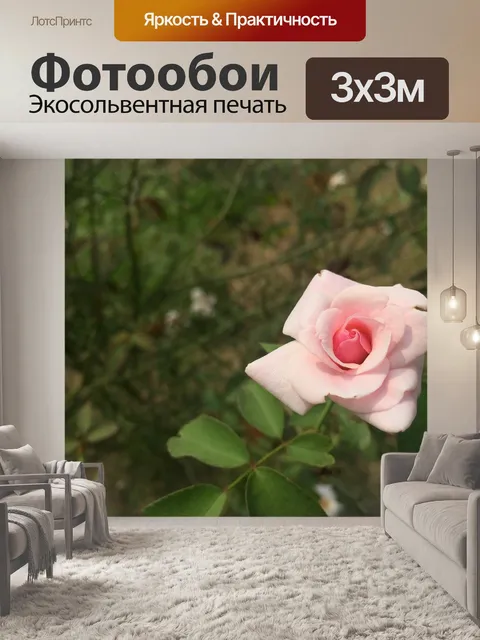 Фотообои Роза