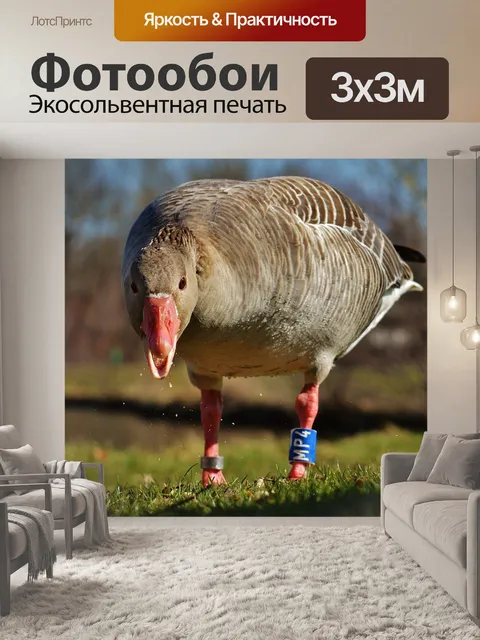 Фотообои Гусь