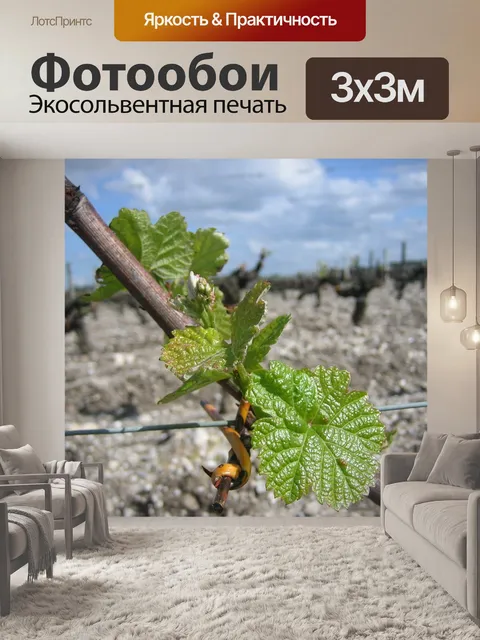 Фотообои Лозы
