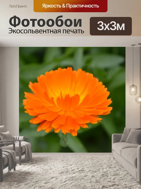 Фотообои Красивый цветок в саду