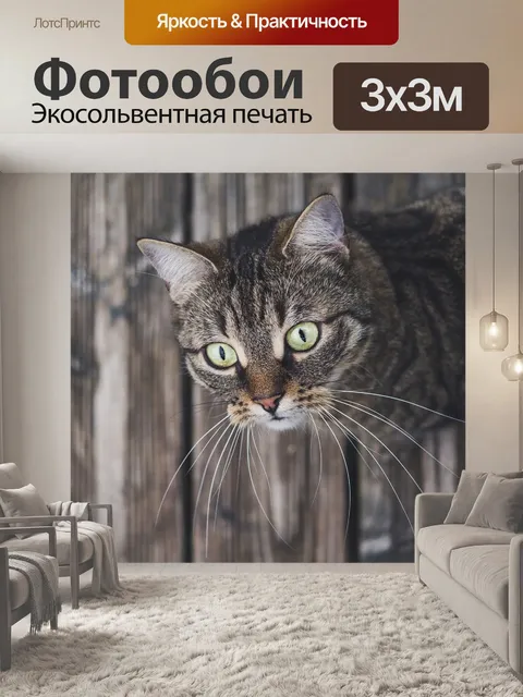 Фотообои Кошка