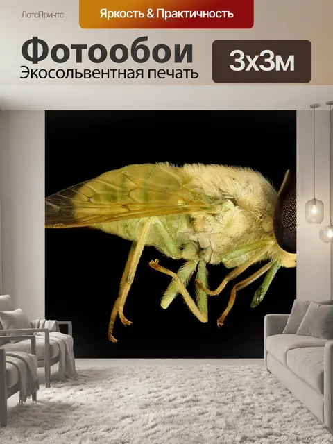 Фотообои Лошадь