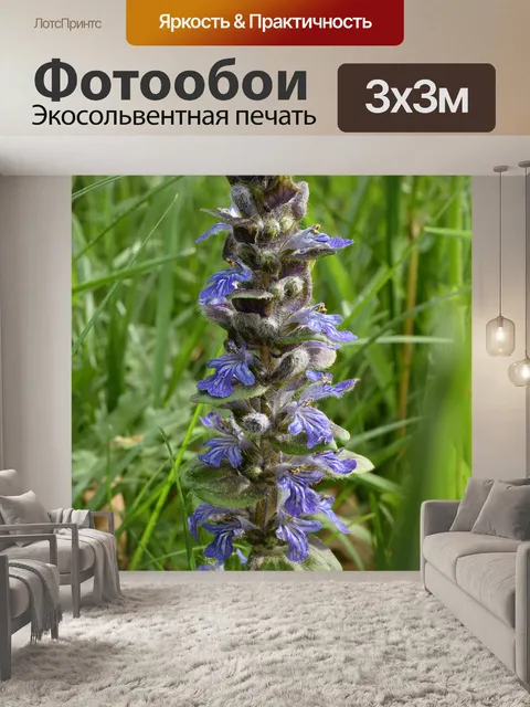 Фотообои Лаванда