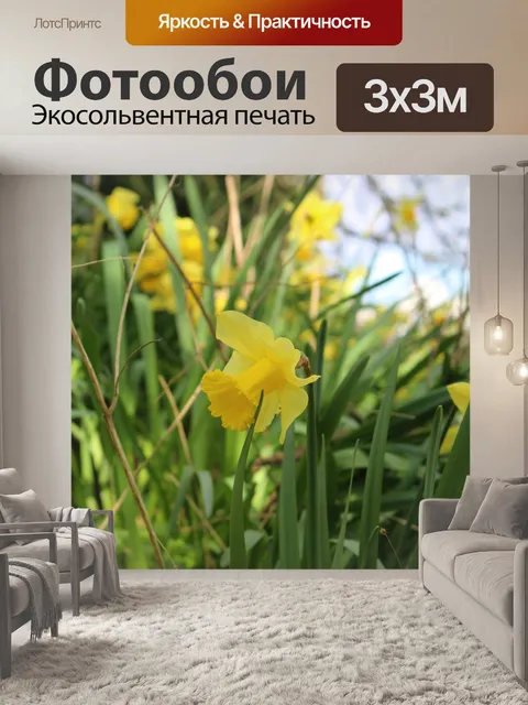 Фотообои Нарциссы
