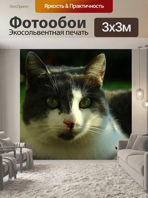 Фотообои Кошка