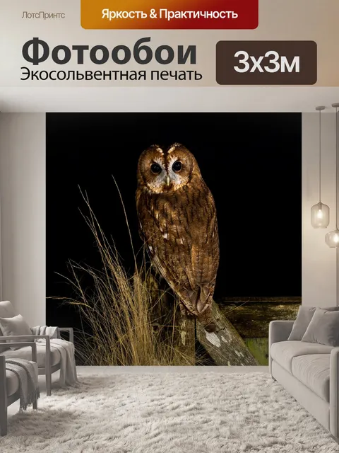 Фотообои Сова