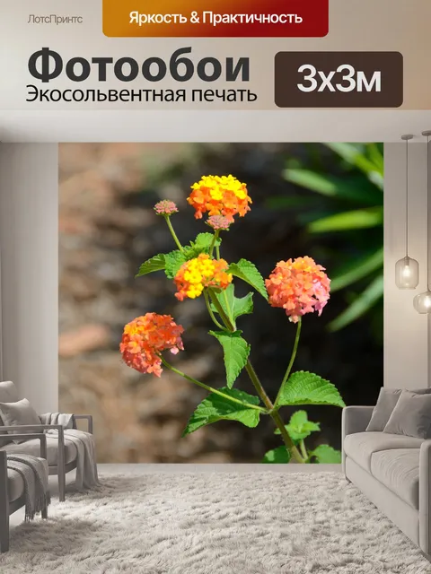 Фотообои Лантана Цветы