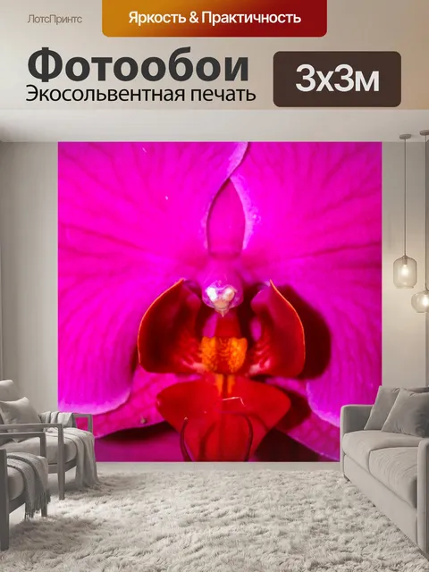 Фотообои Цветок орхидеи
