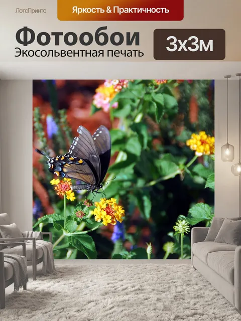 Фотообои Черный Махаон Бабочка