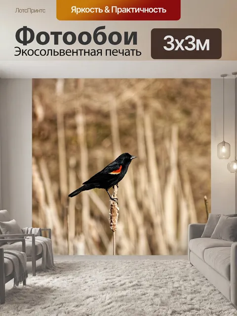 Фотообои Птица