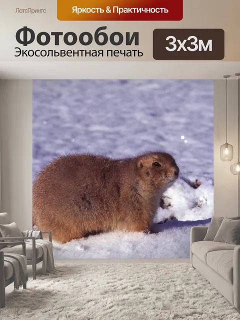 Фотообои Прейри-собака