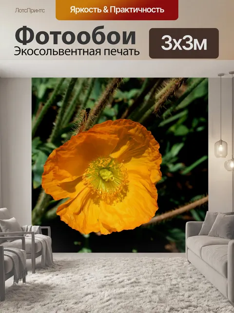 Фотообои желтого мака Исландии