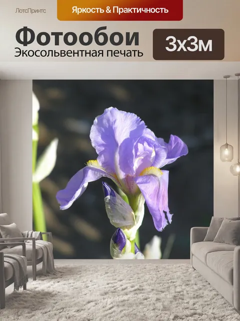 Фотообои Ирис