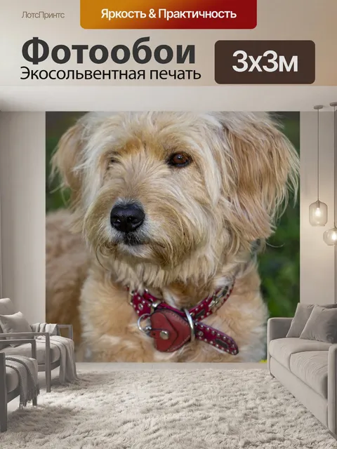 Фотообои Собака