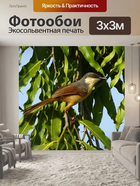 Фотообои Птица