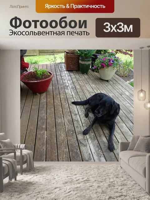 Фотообои Собака на крыльце