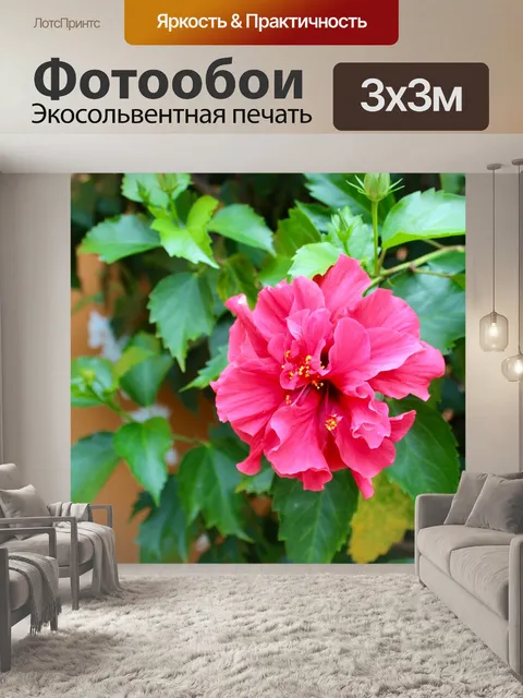 Фотообои Орхидеи