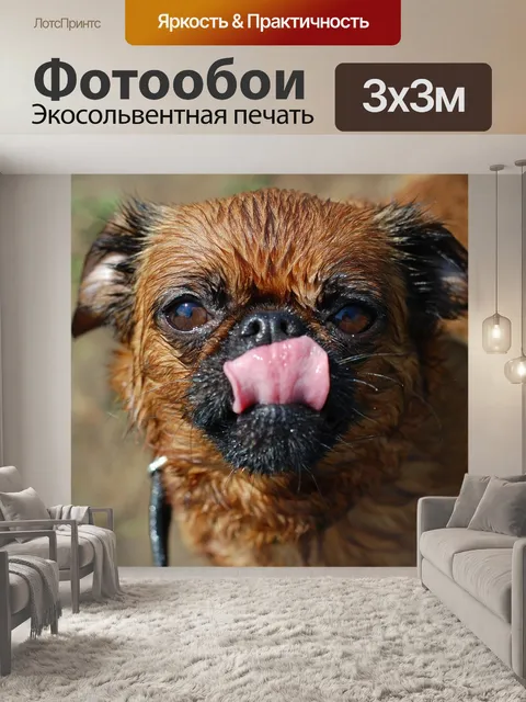 Фотообои Собака