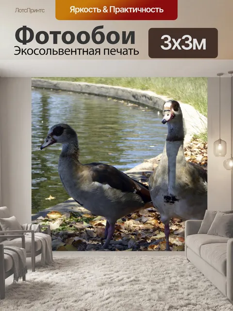 Фотообои Осень Утки
