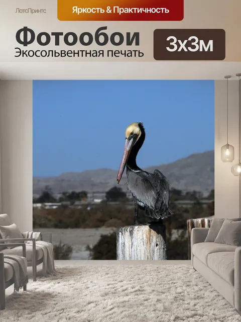 Фотообои Коричневый пеликан