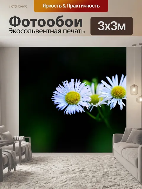 Фотообои Маргаритка