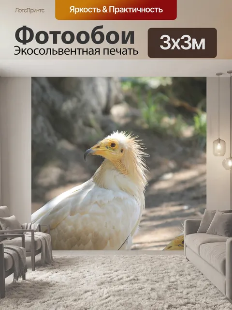 Фотообои Птицы