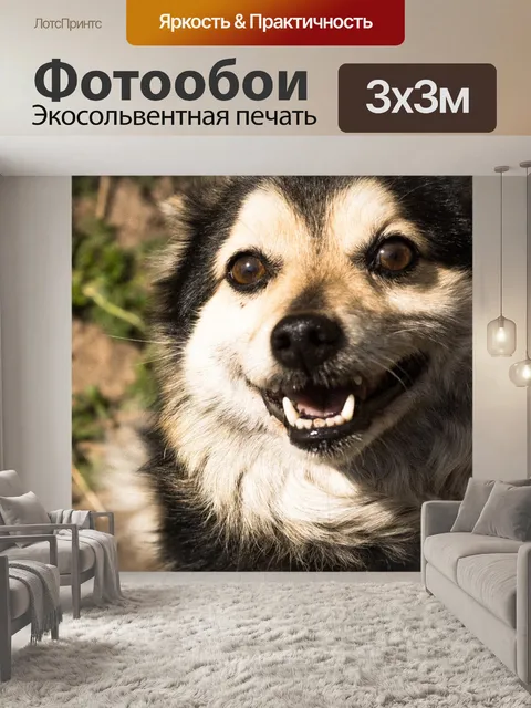Фотообои Собака