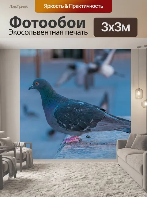 Фотообои Голубь