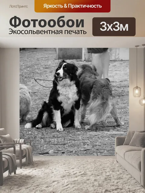 Фотообои Трио собак