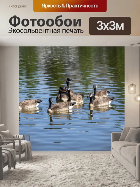 Фотообои Канадские гуси