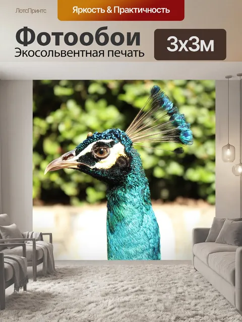 Фотообои Павлин