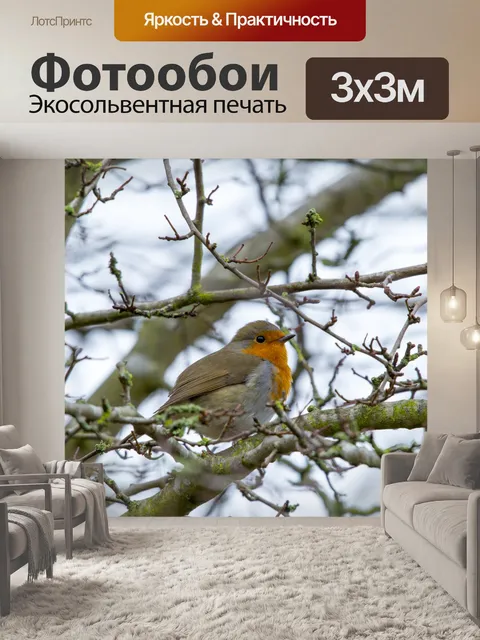 Фотообои Робин Эритакус рубекула